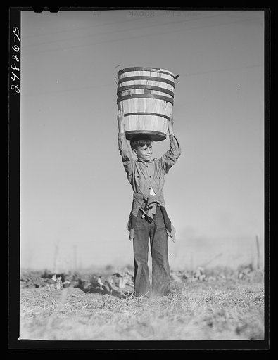 Harvesting spinach crop. Community garden, FSA (Farm Security Administration) camp, Robstown, Texas