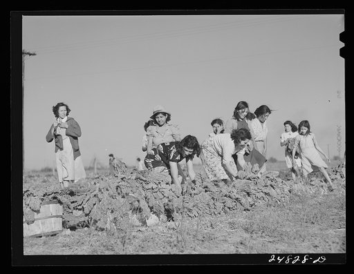 Harvesting spinach crop. Community garden, Robstown, Texas