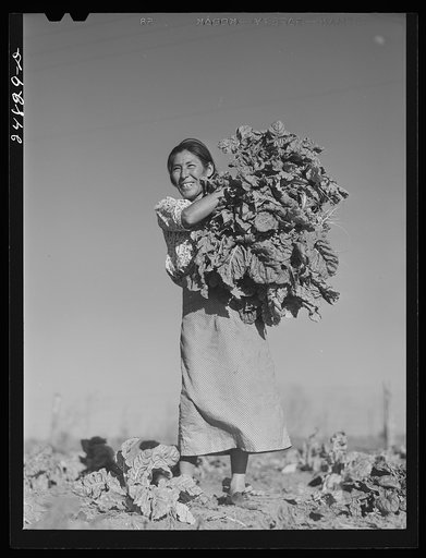 Harvesting spinach crop. Community garden, Robstown, Texas