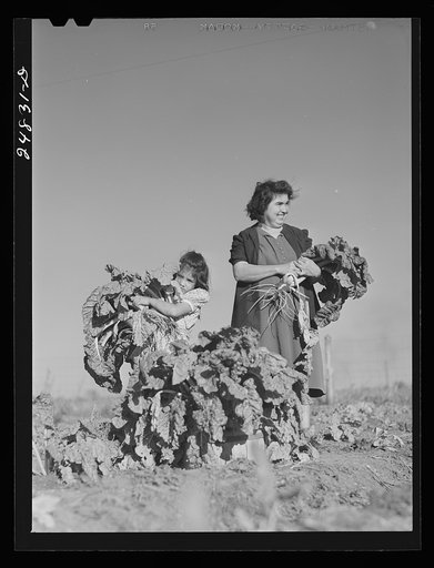 Untitled photo, possibly related to: Harvesting spinach crop. Community garden, Robstown, Texas