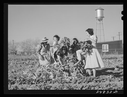 Untitled photo, possibly related to: Harvesting spinach crop. Community garden, Robstown, Texas