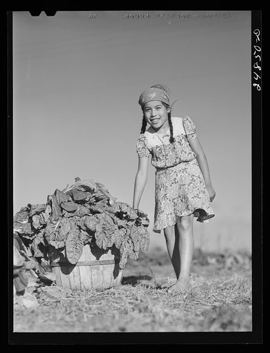 Harvesting spinach from community garden. Robstown FSA (Farm Security Administration) camp, Texas