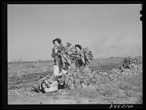 Untitled photo, possibly related to: Harvesting spinach crop. Community garden, Robstown, Texas. FSA (Farm Security Administration) camp