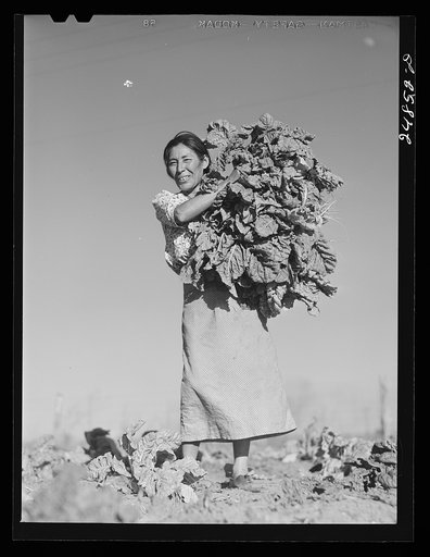 Untitled photo, possibly related to: Harvesting spinach crop. Community garden, Robstown, Texas