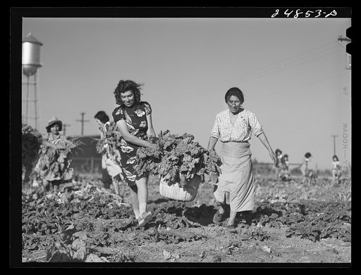 Harvesting spinach crop. Community garden, Robstown, Texas. FSA (Farm Security Administration) camp