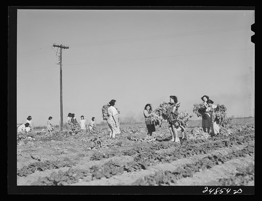 Untitled photo, possibly related to: Harvesting spinach crop. Community garden, Robstown, Texas. FSA (Farm Security Administration) camp
