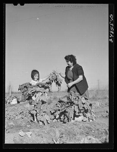 Harvesting spinach crop. Community garden, FSA (Farm Security Administration) camp, Robstown, Texas
