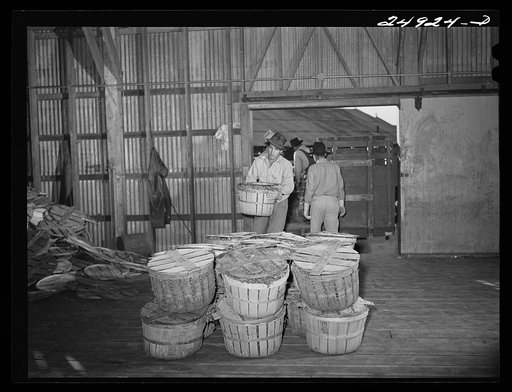 Robstown, Texas. Packing plant. Unloading radishes