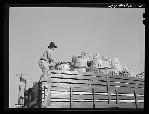 Robstown, Texas. Radishes for packing plant