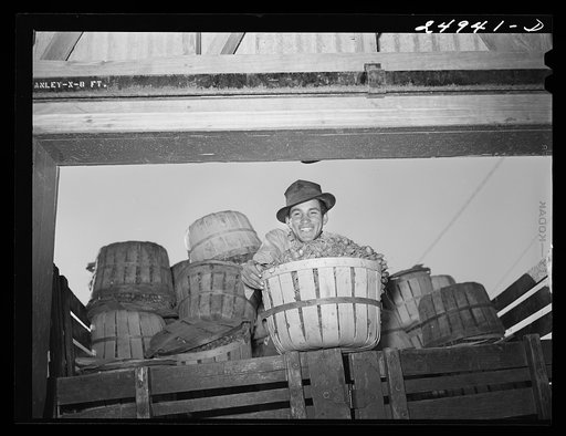 Robstown, Texas. Packing plant. Unloading radishes