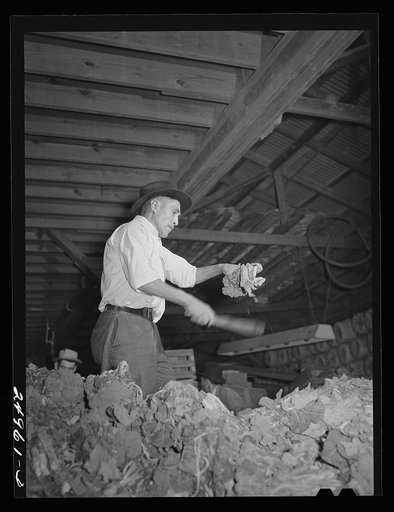 Weslaco, Texas. Preparing broccoli for packing. Packing shed