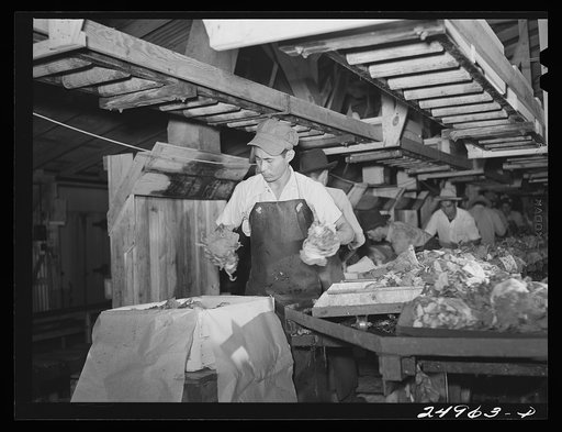 Weslaco, Texas. Packing broccoli. Packing shed