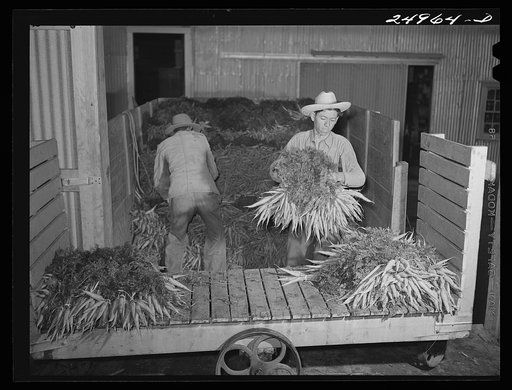 Weslaco, Texas. Carrots. Packing shed