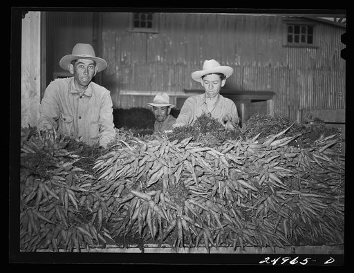 Untitled photo, possibly related to: Weslaco, Texas. Carrots. Packing shed