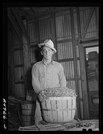 Robstown, Texas. Packing plant. Radishes