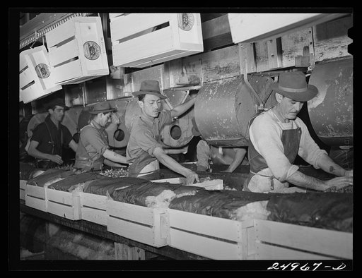 Untitled photo, possibly related to: Robstown, Texas. Packing plant. Icing radishes