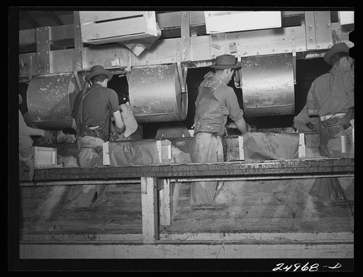 Untitled photo, possibly related to: Robstown, Texas. Packing plant. Icing radishes