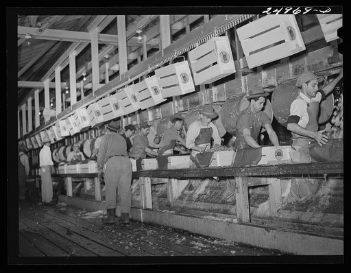 Untitled photo, possibly related to: Robstown, Texas. Packing plant. Icing radishes