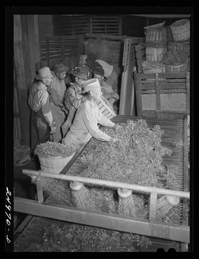 Untitled photo, possibly related to: Robstown, Texas. Packing plant. Icing radishes