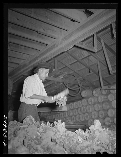 Untitled photo, possibly related to: Weslaco, Texas. Preparing broccoli for packing. Packing shed