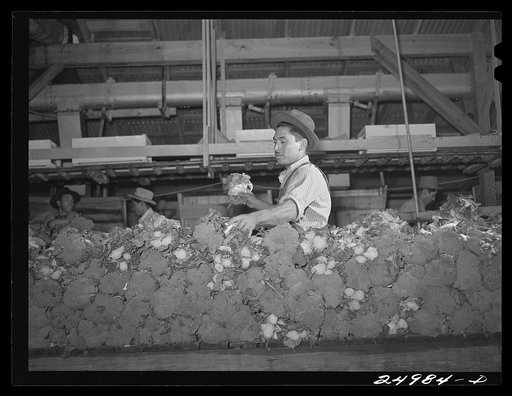 Weslaco, Texas. Packing broccoli in the packing shed