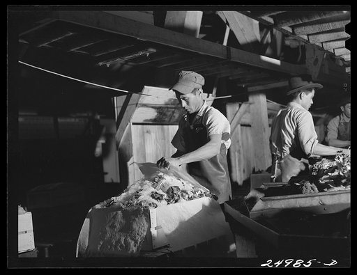 Weslaco, Texas. Packing broccoli in the packing shed