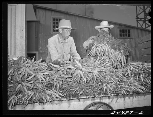 Weslaco, Texas. Packing carrotsin the packing shed