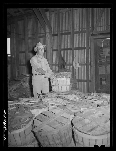 Robstown, Texas. Packing plant. Radishes