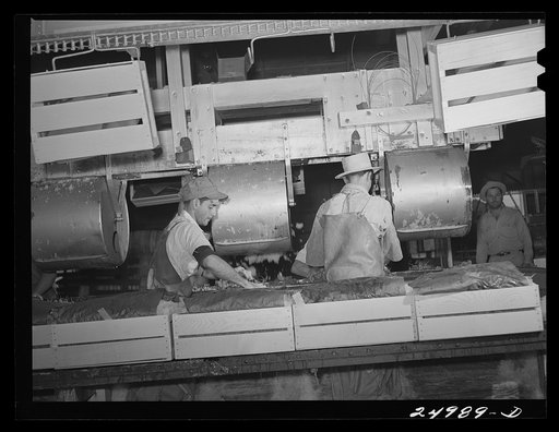 Robstown, Texas. Packing radishes