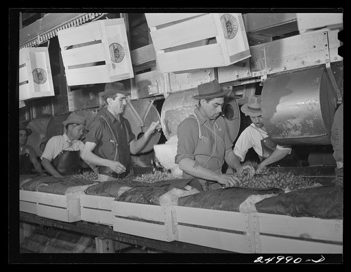 Robstown, Texas. Packing radishes