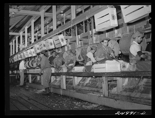 Robstown, Texas. Packing radishes