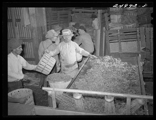 Robstown, Texas. Washing radishes