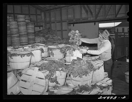 Robstown, Texas. Spinach in the packing plant