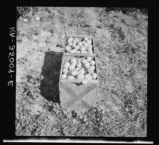 Tangerines from citrus groves of Hernando County, Florida
