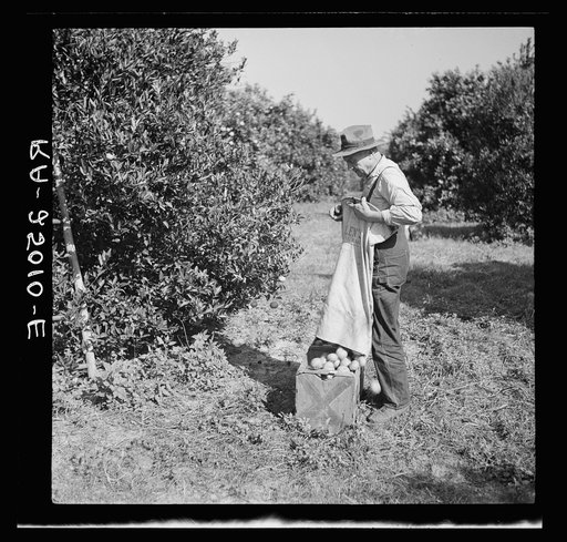 Emptying a bag of tangerines that have just been picked. Hernando County, Florida