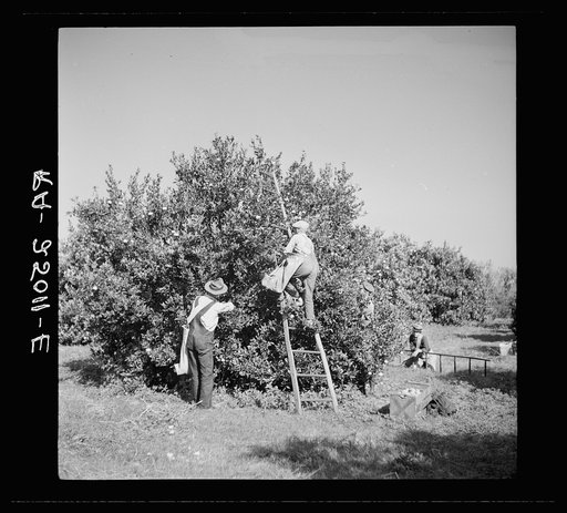 Picking tangerines. Hernando County, Florida