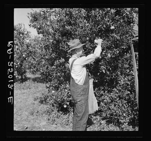 Picking oranges. Hernando County, Florida