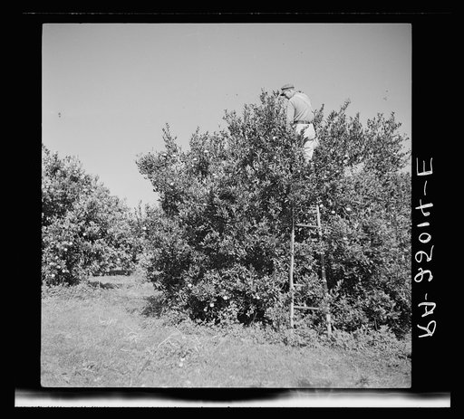 Picking tangerines. Brooksville, Florida. Polk County