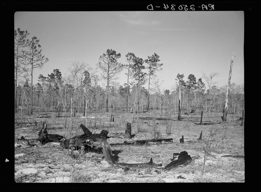 Burnt-over land on Withlacoochee Land Use Project, Florida. This area will be reseeded with pine