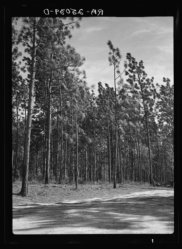 A stand of second growth long leaf pine. After reforestation is complete all of the project area will look like this. Withlacoochee Land Use Project, Florida