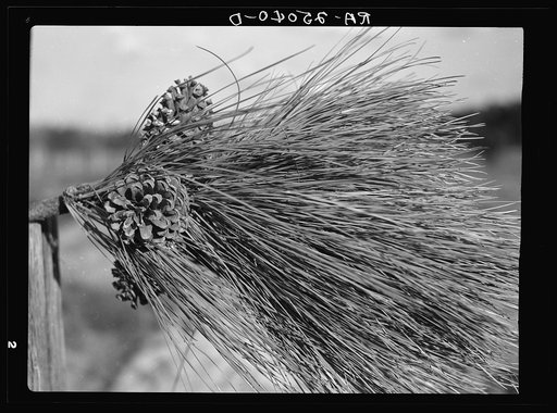 Pine cones which furnish seed for planting in nursery. Withlacoochee Land Use Project, Florida
