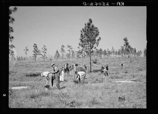 Planting slash pine on Withlacoochee Land Use Project, Florida
