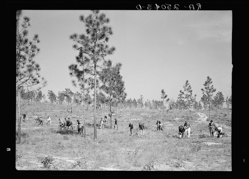 Planting slash pine on the Withlacoochee Land Use Project, Florida