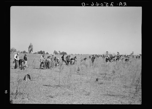 Men planting trees on reforestation area of the Withlacoochee Land Use Project, Florida