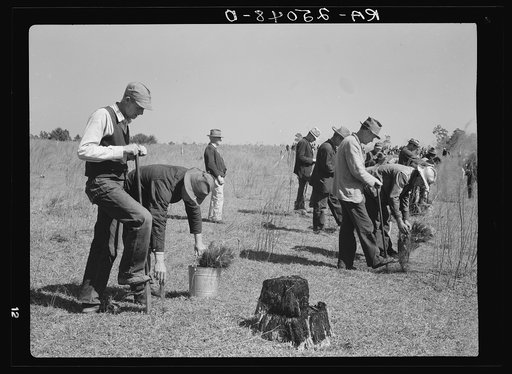 Planting trees in an abandoned field. Withlacoochee Land Use Project, Florida