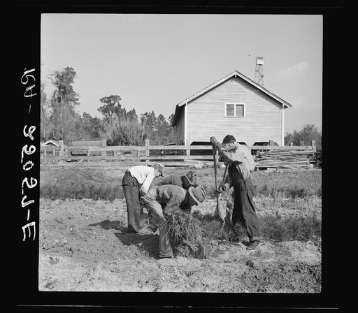 Removing pine seedlings from beds of the nursery. Withlacoochee Land Use Project, Florida
