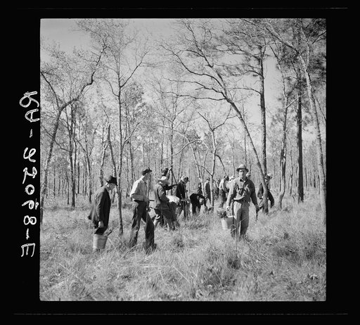 Men planting pine trees. Withlacoochee Land Use Project, Florida