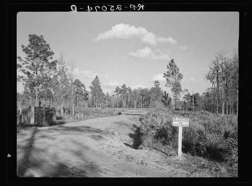 Roads built through the conserved area make fire control easier. Withlacoochee Land Use Project, Florida
