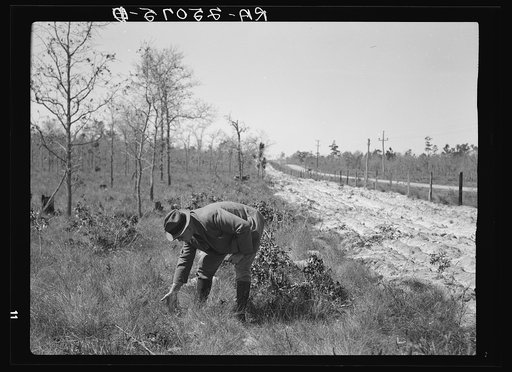 Newly-planted pine trees protected by fire break and fence on right. Withlacoochee Land Use Project, Florida
