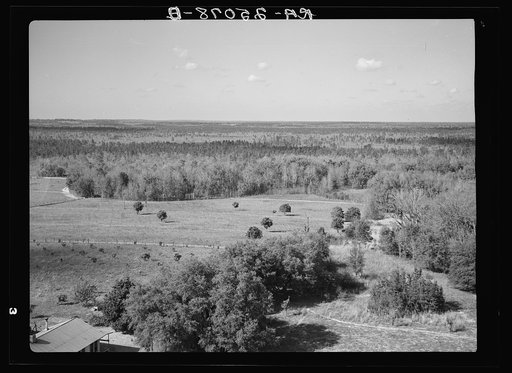 View of the reforestation area on the Withlacoochee Land Use Project, Florida. The light patches of forest are blackjack oak weed tree which is to be replaced by pine